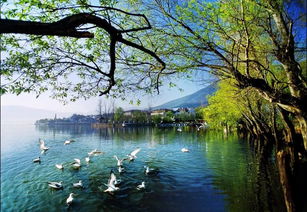 引以為鑒，刀刃向內——邛瀘景區質量提升會后管理優化紀實